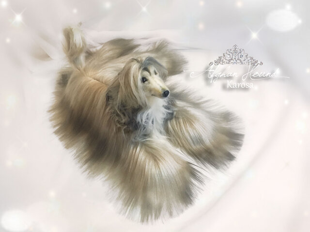 油絵　専用　ロングヘアの羊 油絵 専用 ロングヘアの羊