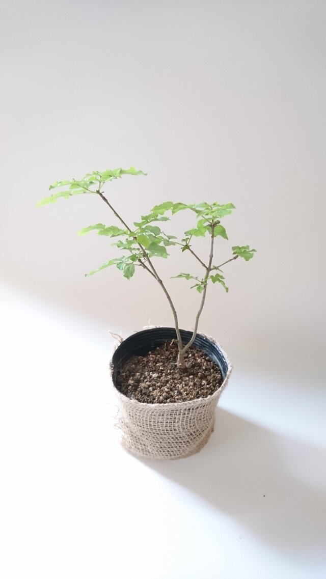 アオダモ 現品苗木 2又にきれいに枝分かれした樹形 約15 cm Iichi ハンドメイド クラフト作品 手仕事品の通販