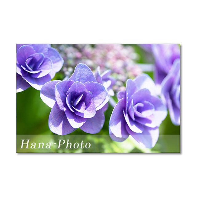 1475 バラのような薄紫のガクアジサイ ポストカード5枚組 Iichi ハンドメイド クラフト作品 手仕事品の通販