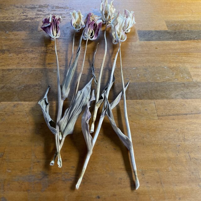 チューリップのドライフラワー Iichi ハンドメイド クラフト作品 手仕事品の通販 チューリップのドライフラワー Iichi ハンドメイド クラフト作品 手仕事品の通販