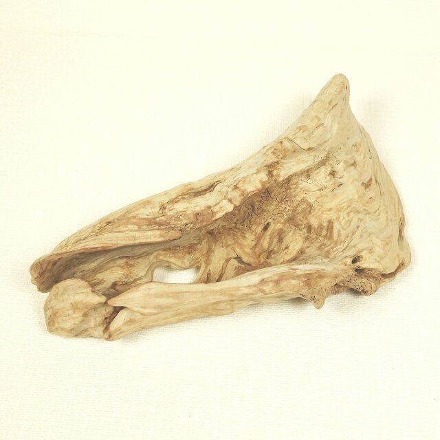 【温泉流木】小物も置ける変形流木001幹から剥がれた美しい流木 流木素材 インテリア素材 木材