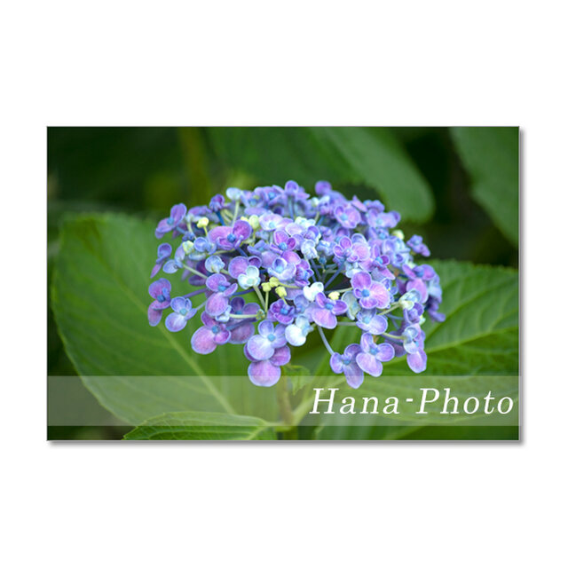 14 6月の青い花 アガパンサス 紫陽花 ポストカード5枚組 Iichi ハンドメイド クラフト作品 手仕事品の通販