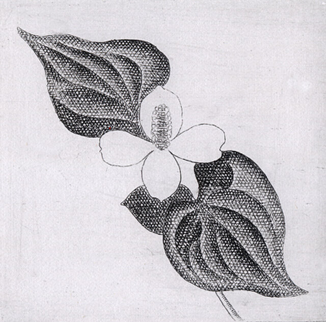 【35％OFF】 どくだみの白い花・2021/銅版画(作品のみ） | iichi 日々の 絵画