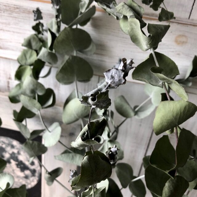 ユーカリアップルボックス5本 ストレート そのまま飾って可愛いドライフラワー 花材 インテリアやスワッグ 撮影小道具などに Iichi ハンドメイド クラフト作品 手仕事品の通販