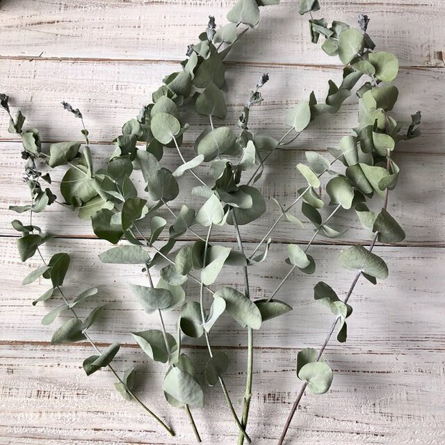 ユーカリアップルボックス5本 ストレート そのまま飾って可愛いドライフラワー 花材 インテリアやスワッグ 撮影小道具などに Iichi ハンドメイド クラフト作品 手仕事品の通販