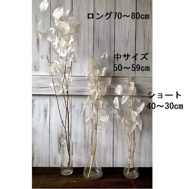 ルナリア ピュアホワイト ショート3本 30～40cm ドライフラワー花材