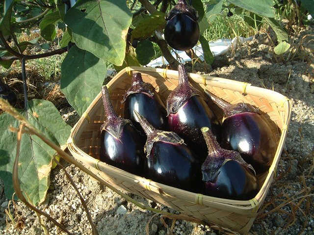 雫～SHIZUKU～】ギフトセット（2枚籠入り）タオルハンカチ 水なす染め