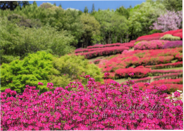 色鮮やかなツツジの花の写真(A4サイズ) LP0505-A4 | iichi 日々の