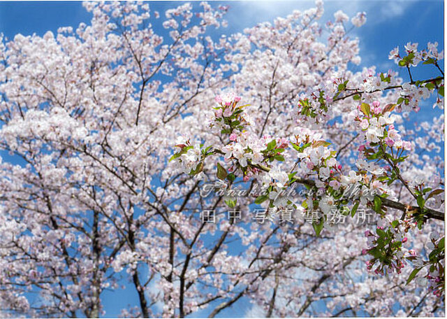 桜をバックにホンカイドウの花(2Lサイズ) LP0533-2L | iichi