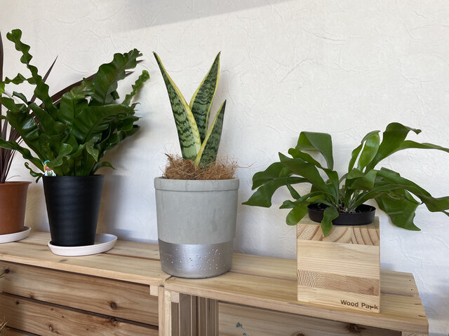 wood cube 木製 鉢カバー 観葉植物 ガーデニングの画像1枚目