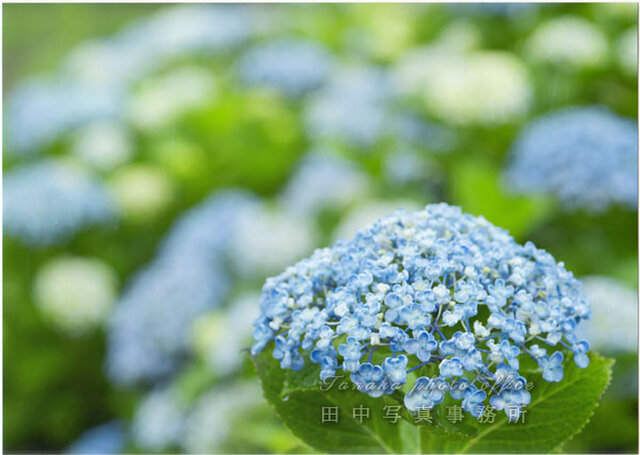水色のアジサイの花(A3サイズ) LP0549-A3 | iichi 日々の暮らしを