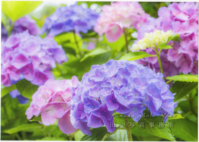紫～ピンクのアジサイの花(2Lサイズ) LP0553-2L | iichi 日々の暮らし