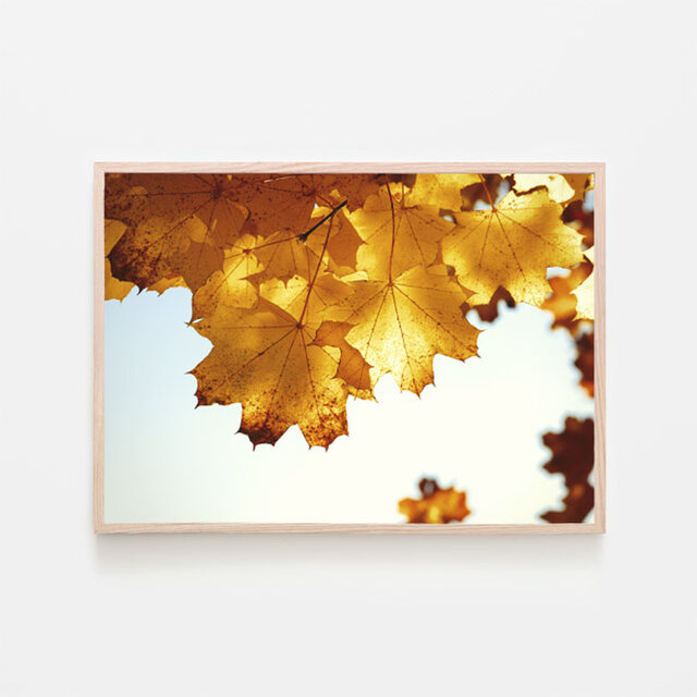 黄色に染まった秋の葉 / アートポスター 風景写真 forest 黄色の葉 枯れ葉 黄葉 白黒 カラー 横長