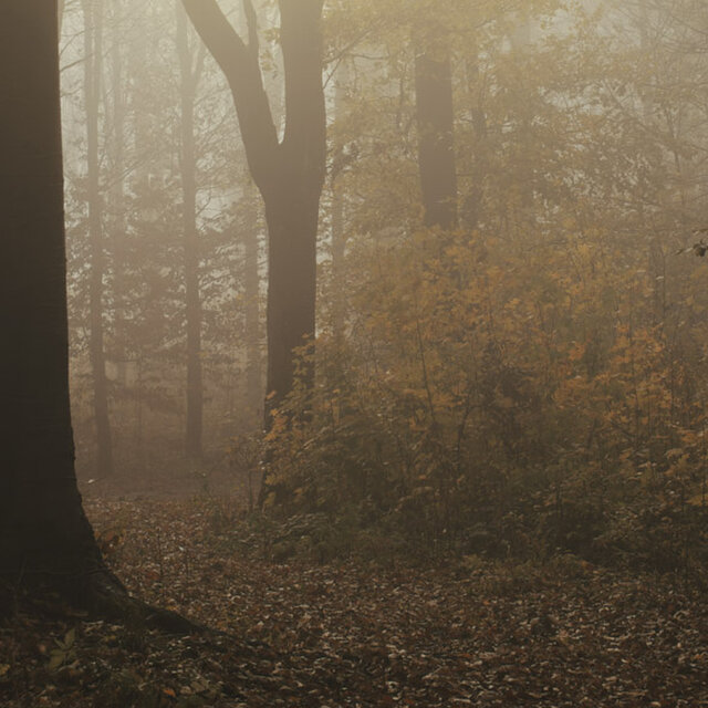 森の中の朝の陽射し / アートポスター 風景写真 forest 霧 黄葉 枯れ葉