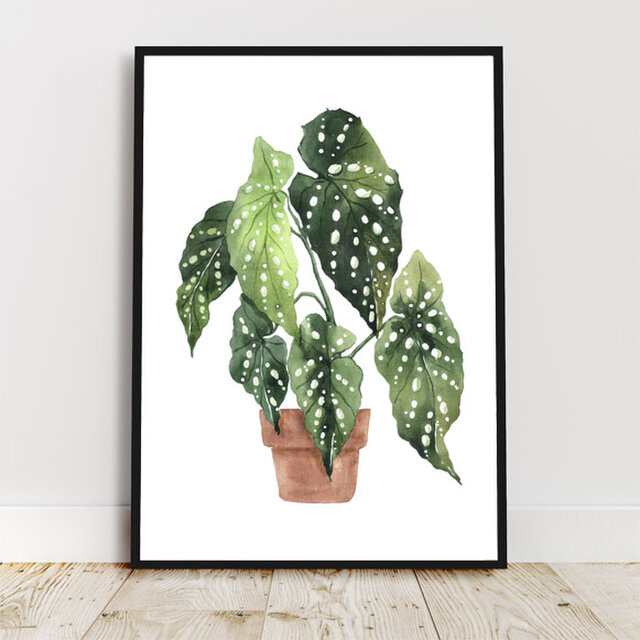 ベゴニアマクラータ / アートポスター 水彩画 観葉植物 カラー
