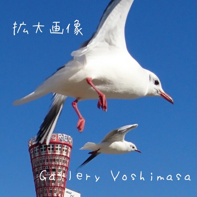 みなと神戸に咲く華 「ユリカモメ」 「カモメのいる暮らし」 A3 サイズ光沢写真縦 写真のみ 神戸風景写真