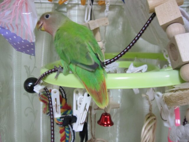 オカメインコさま専用ページ オカメインコさま専用ページ