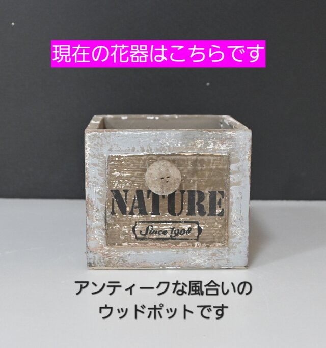フラワーペット【トイプードル】プリザーブドフラワー 母の日