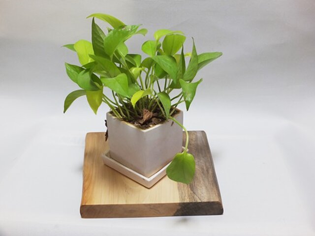 天然木 花台 天然木花台・飾り台 No.6 シナの天然木 KD-32 | iichi 日々の