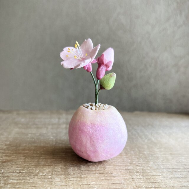 6365.bud 粘土の鉢植え サクラ