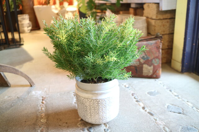 限定2個のみ！大人気！ミモザアカシア＜テレサ＞ | iichi 日々の