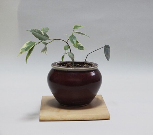 天然木花台・飾り台 No.10 ミズキの天然木 KD-36 | iichi 日々の暮らし