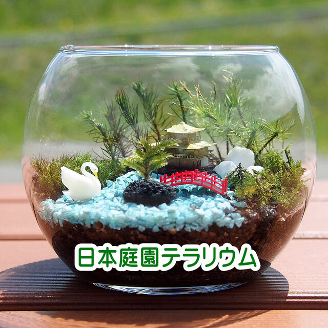 ミニ アクアテラリウム 完成品 12 パルダリウム等 観葉植物