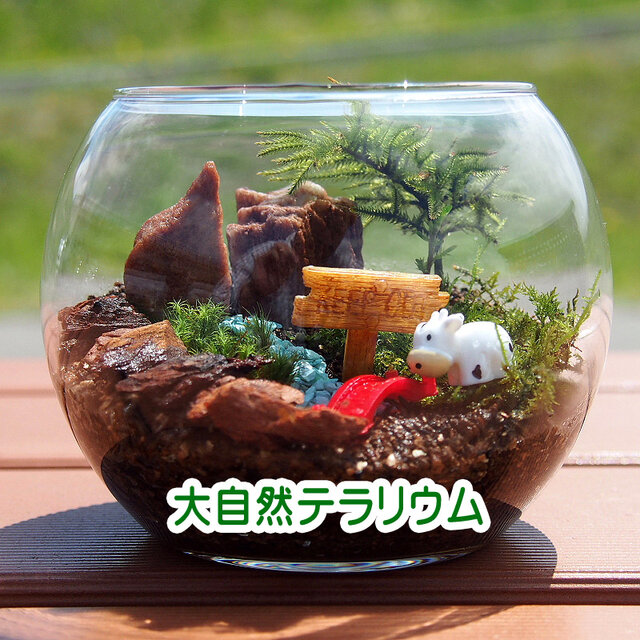 新作【苔テラリウム・手作りキット一式】大自然コウヤノマンネングサ