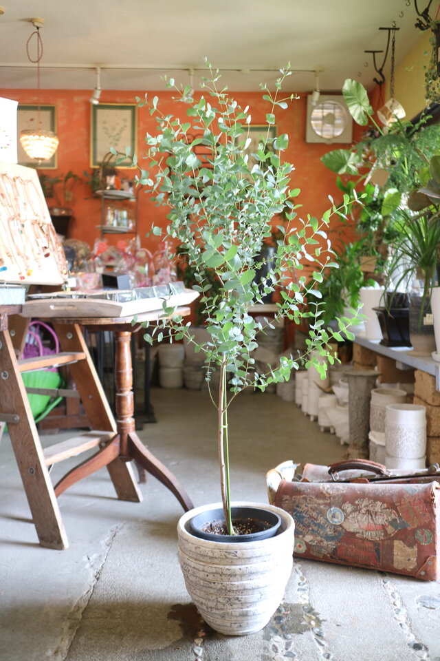 大きな　グニー ユーカリ の木　 1本立ち　シルバーリーフ