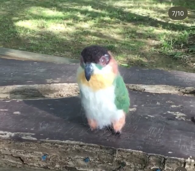 羊毛フェルト。インコ。オーダーNo.25 羊毛フェルト。インコ。オーダーNo.25