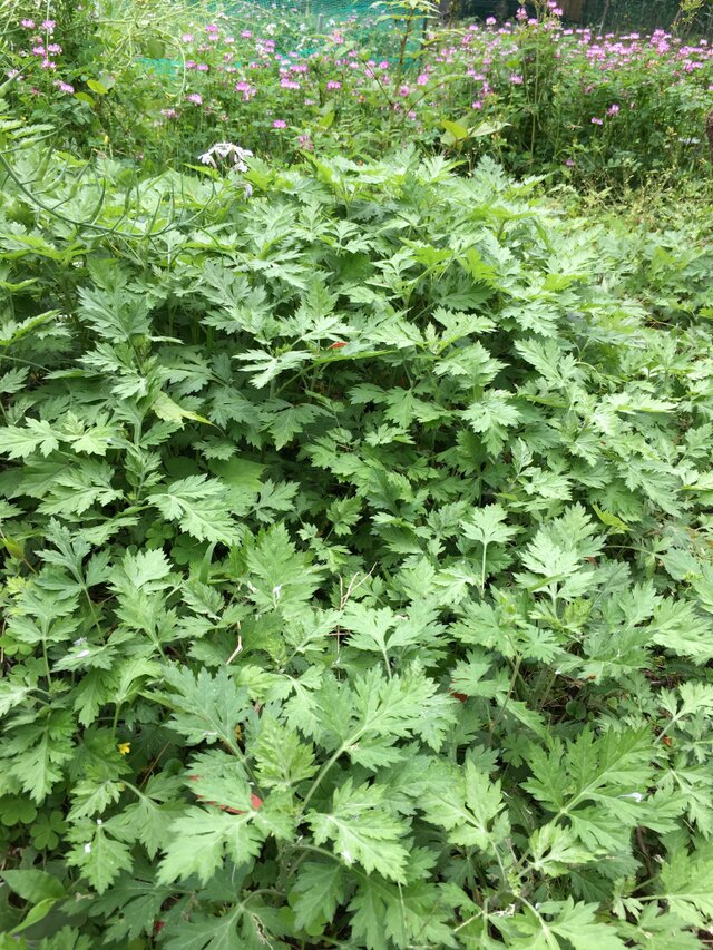 ☆数量限定☆ 深緑 よもぎバーム 農薬肥料不使用 | iichi 日々の暮らしを心地よくするハンドメイドやアンティークのマーケットプレイス