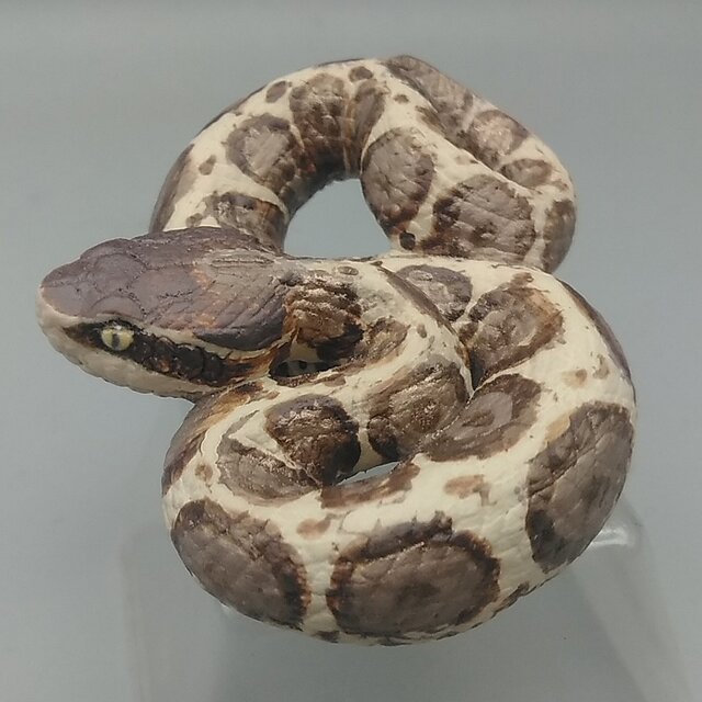200gAs マムシの画像1枚目