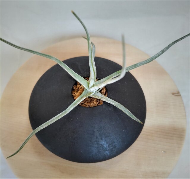 柿の木のオブジェ（花器受け台） エアープランツのための花器 〜柿✕鉄媒染〜 | iichi 日々の暮らしを