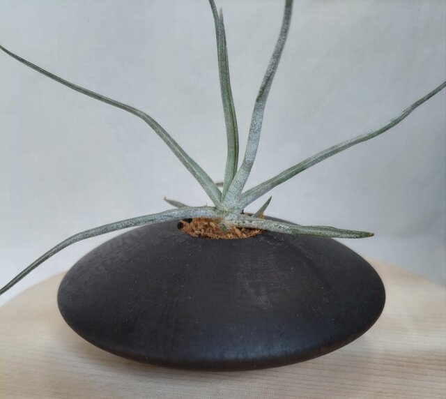 エアープランツのための花器 〜柿✕鉄媒染〜 | iichi 日々の暮らしを