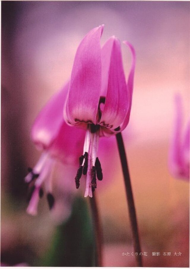 かたくりの花に魅せられて ポスターの画像1枚目