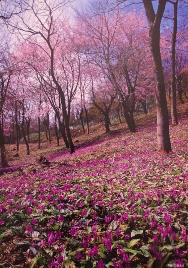 かたくり群生と大山桜 ポスターの画像1枚目