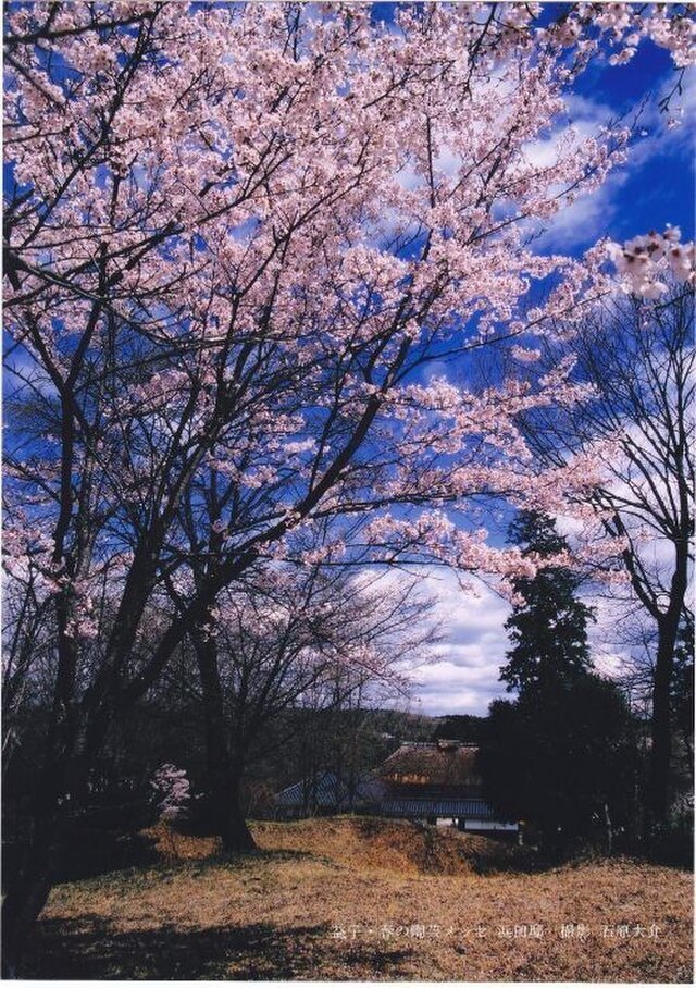 益子・陶芸メッセの桜 ポスターの画像1枚目