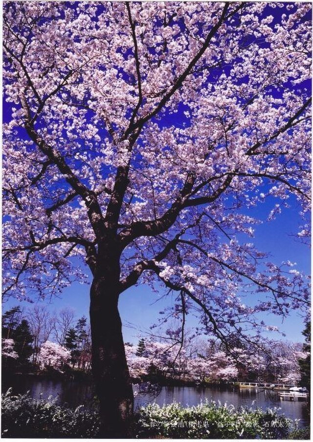 桜と池 ポスターの画像1枚目