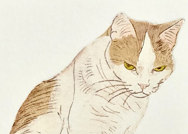 Amazon.co.jp: Diane Elson Lithograph Print 41250 Cat Art