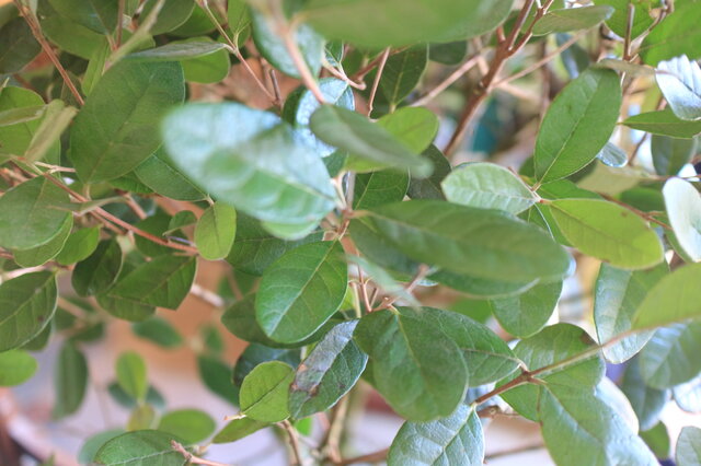 1点のみ 大きな フルーツの木フェイジョア まあるいトピアリー | iichi