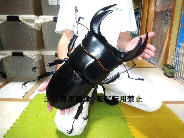 インドアンタエウス、クワガタフィギュア インドアンタエウス、クワガタフィギュア