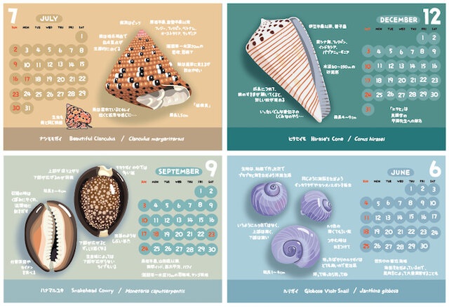 2023貝がら図鑑カレンダー（エコパック） | iichi 日々の暮らしを