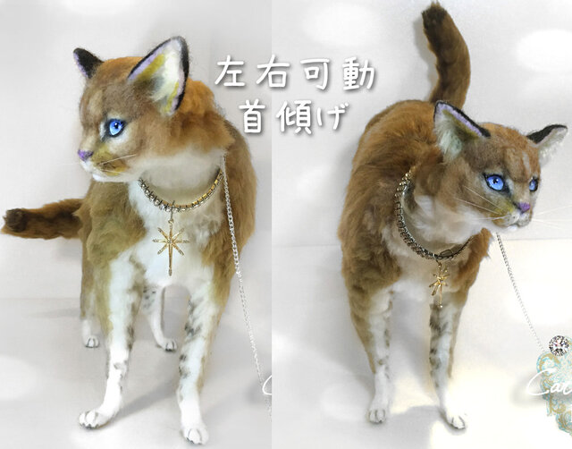 黄金色の猫 プラクルアン ゴールデンキャット 珍しい！アジアゴールデンキャットが撮影される | 猫15匹+犬2匹