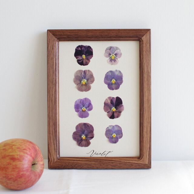 Pressed flower フレーム〜押し花アート〜A5 ビオラ walnut