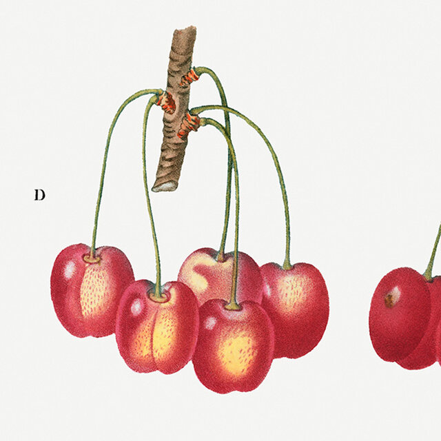 チェリー / アートポスター イラスト さくらんぼ 植物 果物 フルーツ