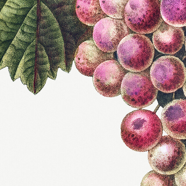 ブドウ / アートポスター イラスト ミニマル 植物 果物 フルーツ 夏