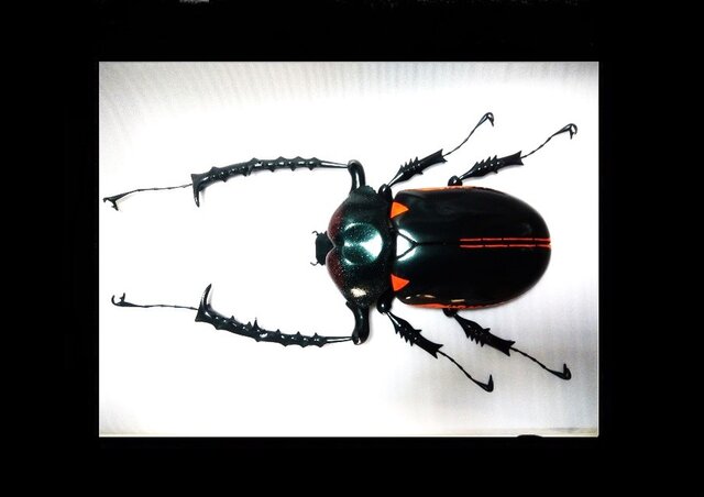 ヤンバルテナガコガネ MEGA・BIG リアルフィギュア | iichi 日々の