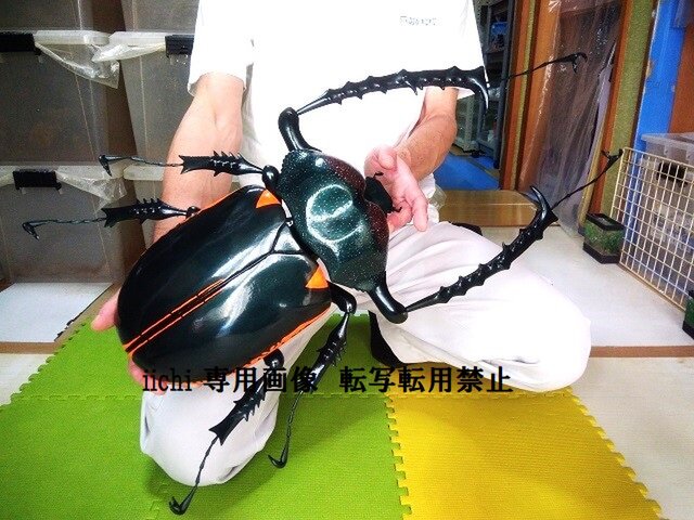 テナガコガネ　フィギュア Amazon.co.jp: デアゴスティーニ 世界の昆虫 DATE BOOK 1/1 ヤンソン