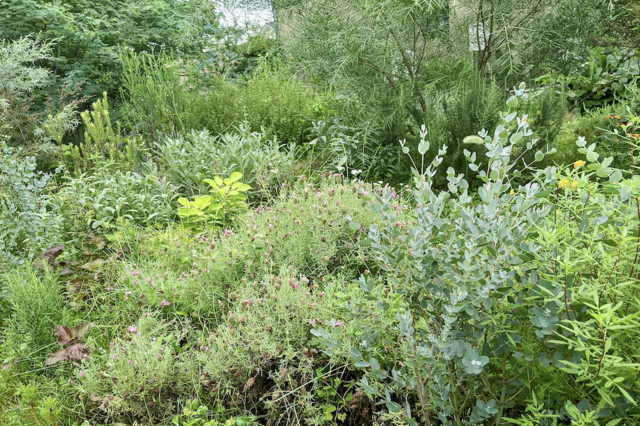 SALE‼︎レモンユーカリやグラスやススキやケイトウなど華やかで