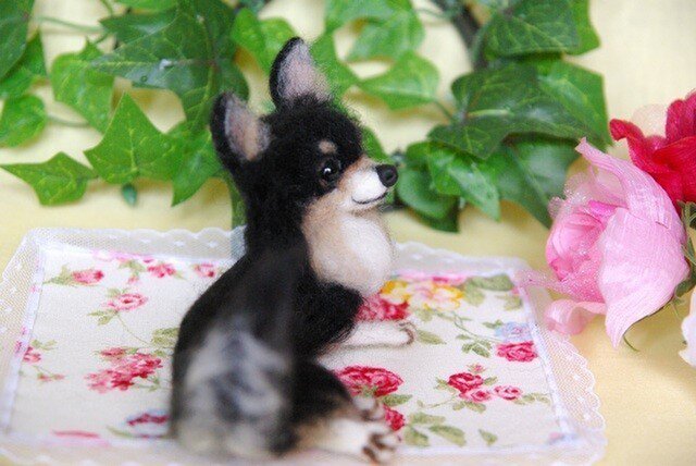 ☆【 ロングコート チワワ ☆ブラックタン 犬】 | iichi 日々の暮らし